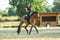 Annonce cheval