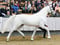 Horse ad