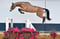 Horse ad