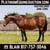 Horse ad