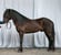 Horse ad