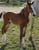 Annuncio cavallo