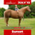 Annuncio cavallo