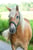 Horse ad