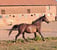 Annuncio cavallo