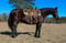 Horse ad
