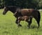 Horse ad