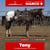 Horse ad