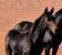 Horse ad