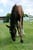Horse ad