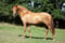 Annonce cheval