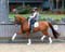 Horse ad