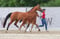 Anuncio de caballos