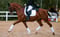 Horse ad
