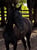 Annuncio cavallo