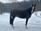 Horse ad
