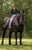 Anuncio de caballos