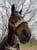 Horse ad
