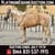 Annuncio cavallo