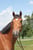 Anuncio de caballos