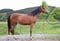 Anuncio de caballos