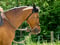 Horse ad