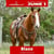 Annuncio cavallo