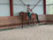 Horse ad