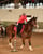 Horse ad