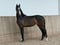Horse ad