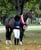 Horse ad