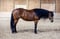 Annuncio cavallo