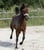 Annuncio cavallo