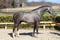 Annuncio cavallo