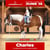 Annuncio cavallo