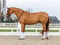 Horse ad