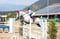 Horse ad