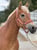 Annuncio cavallo