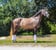 Horse ad