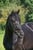 Annuncio cavallo