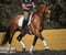 Horse ad