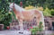 Annonce cheval