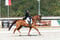 Horse ad