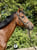 Horse ad