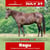 Horse ad