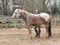 Horse ad