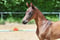 Horse ad
