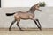 Annonce cheval