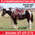 Horse ad