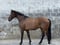 Horse ad